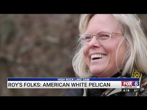 Photographer spots American white pelicans at High Rock Lake dam