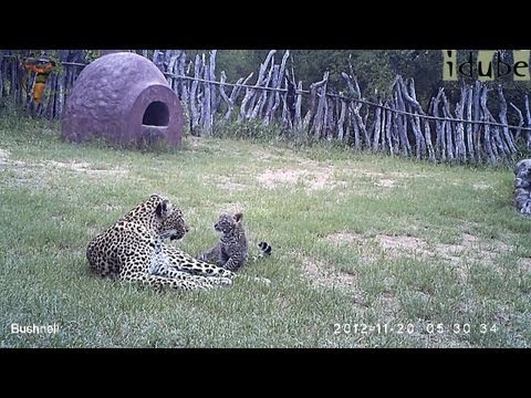 Leopard And Cub In The Bush Camp - Camera Trap Footage Part 5: 20/21 November 2012