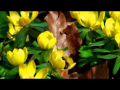 Karel Gott - Narodil se Máj (1969)