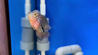 Cuối năm em sale con Kamfa f2 1 ngón đầy tố chất , em sale 850 k sdt Zalo 0938882816