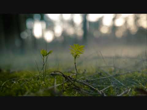 Rosa Kathandara-Nimanthi Chamodini ft. Hasi