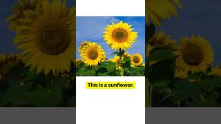 Learn 10 Beautiful Flower Names in English 🌸 | Easy Vocabulary for Beginners #english