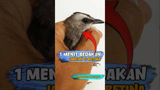 Download lagu AKURAT 1000% ‼️Cara Membedakan Jantan Dan Betina Burung Trucukan , Dari Ahlinya Langsung ,Guru Saya. mp3 Download lagu AKURAT 1000% ‼️Cara Membedakan Jantan Dan Betina Burung Trucukan , Dari Ahlinya Langsung ,Guru Saya. mp3