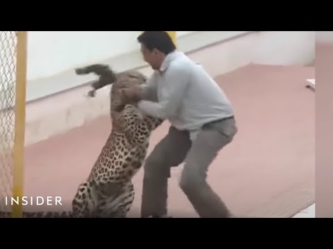 Leopard Attacked A School In India