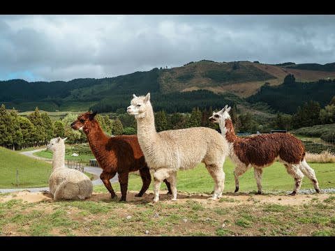 Learn About Peru for Kids! 🇵🇪 Machu Picchu, Rainbow Mountains & Pink Dolphins | Kids Around the Map