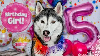 Happy Birthday Kira The Husky 🎂 5 Years Old!