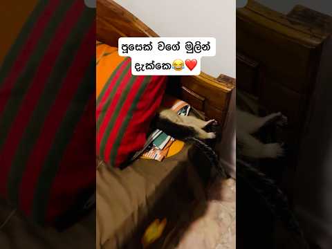 මුලින්ම දැක්කෙ පූසෙක් වගේ😂❤️| නිදාගෙන ඉන්න විදිය❤️🫢 #viralvideo #viral #animallovers
