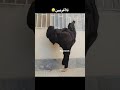 فاطی کماندو Respect Shrots Fatima Brucelli Boxing