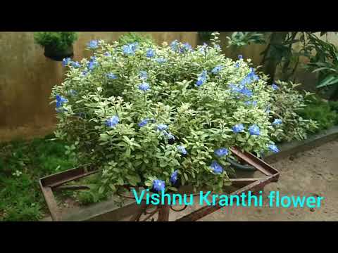 Vishnu Kranthi flower