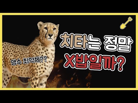 🐆 치타는 덩치 큰 고양이일까? 🐆 고양이 골골송의 비밀 / 치타는 정말 약할까