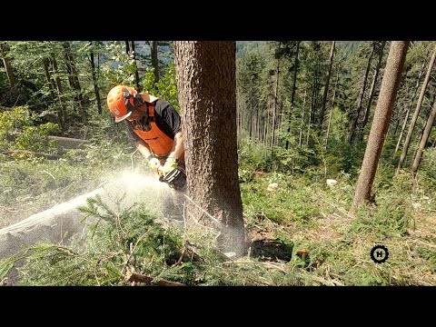 Dřevorubec kácí v prudkém svahu pro lanovku