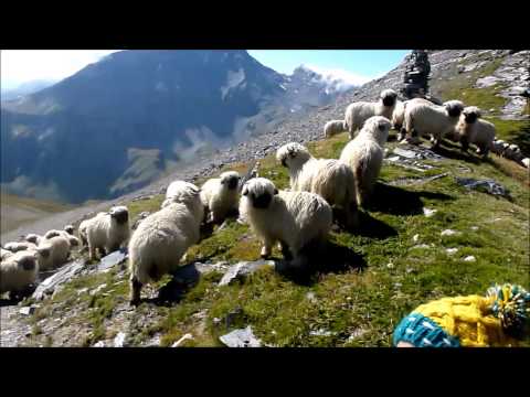 download lagu mp3 mp4 Swiss Black Faced Sheep For Sale, download lagu Swiss Black Faced Sheep For Sale gratis, unduh video klip Swiss Black Faced Sheep For Sale