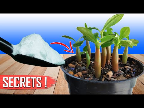 , title : '3 GARDENING SECRETS TO GROWING ADENIUM FROM SEEDS || HOW TO GROW ADENIUM?'