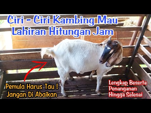 Ciri Ciri Kambing Mau Melahirkan Hitungan Jam #kambingmelahirkan #kambinglahiran