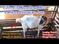 Signs Of A Goat About To Give Birth In Hours Goatgivingbirth Goatbirth