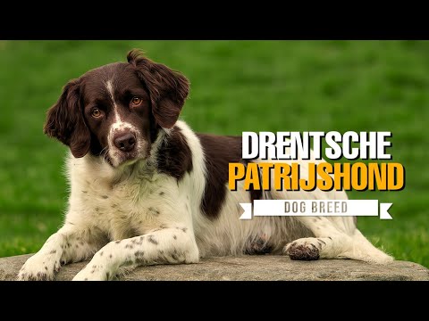 Drentsche Patrijshond Dog Breed 2025 🐶 | Dutch Partridge Dog Guide!