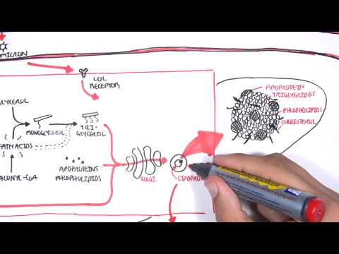 Physiologie der Lipoproteine ​​Cholesterin