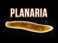 Get Rid Of Planaria In Aquarium