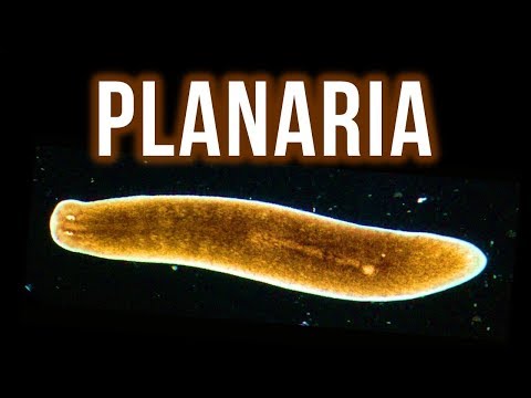 A planaria paraziták