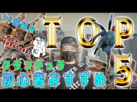 アビキュラリアについて詳しく解説