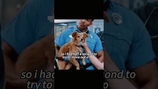 Hero Dog Saves Man’s Life in ER—Then Catches a Rat! | The Pitt ER Max #thepitt #tvshow #film #movie