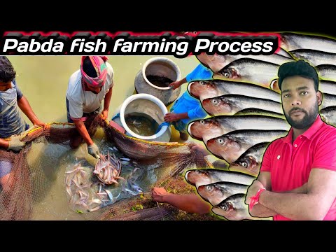 , title : 'Pabda fish farming in india | fish catching by net in pond | fishing video पबडा मछली पालन #fishinfo'