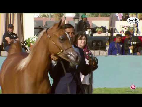 N 144 TL KAHILAN   PSAIAHF 2023   Yearling Colts Class 7C