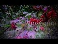 Калина красная. Ян Френкель. Э. Сладкевич. 