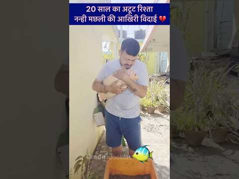 20 साल का अटूट रिश्ता: एक नन्ही मछली की आखिरी विदाई 💔 || #fishlover