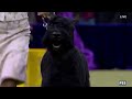 Monty The Giant Schnauzer Wins The Working Group Westminster Kennel Club