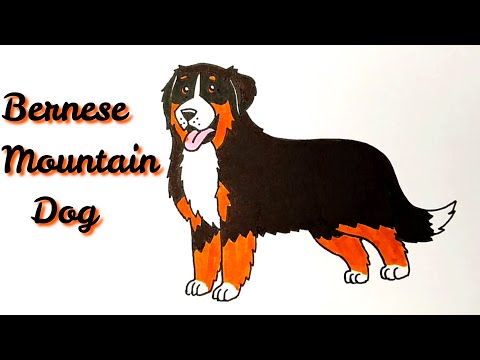 YouTube video about: How to draw a bernese mountain dog?