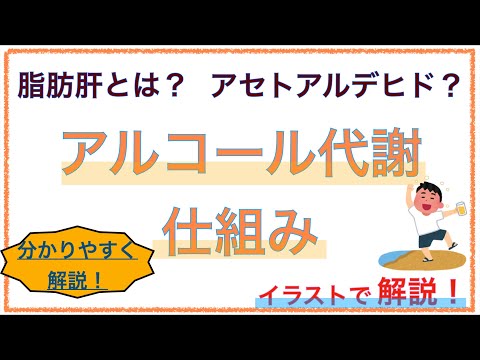 アルコール、脂肪、薬の摂取後の肝臓の再生 – どのように起こるのか?
