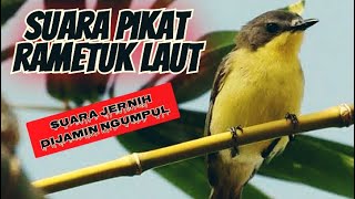 Download lagu Suara pikat dan pancingan Remetuk laut/angin angin mp3 Download lagu Suara pikat dan pancingan Remetuk laut/angin angin mp3