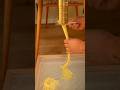 Have you ever seen this PASTA tool? Extruding spaghetti with Bigolaro extruder #food