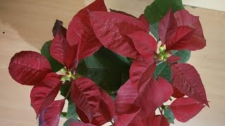 5 biggest mistakes you should never do with poinsettia plant ||YASH GARDENERS