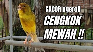 Download lagu Masteran KENARI GACOR ngeroll panjang,Cuit Cuit Emosi AMPUH bikin kenari nyaut ,Masteran MURAI BATU mp3