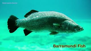 Animal listing A to Z  Video B1