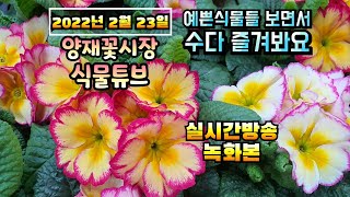 2022년 2월 23일 수요일  예쁜 식물들 보면서 수다즐겨봐요 #양재꽃시장 #식물튜브