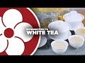 What Is WHITE TEA