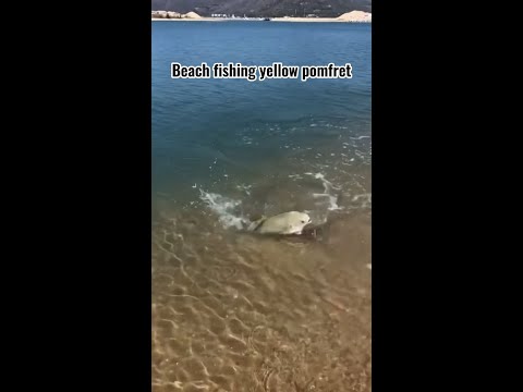 Beach fishing yellow pomfret # sea fishing # fishing # yellow pomfret