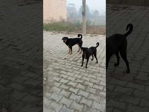 meya ji hme roti de do