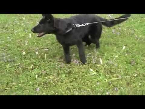 Jamaica von der Teufelskehle! 4 months old! V:Black-Jack von der Teufelskehle M:Pearl del Lupo Nero!