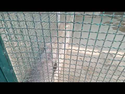 angry honey badger trying to attack on human