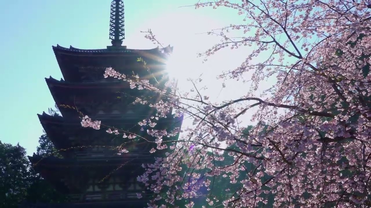 【WEB動画】醍醐寺伽藍 春の特別拝観