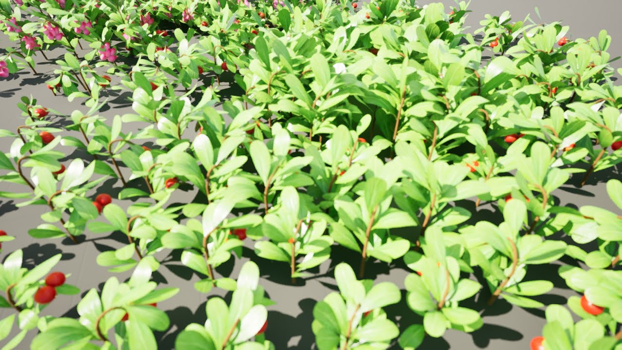 Evergreen Kinnikinnick Bearberry shrubs 3D Model