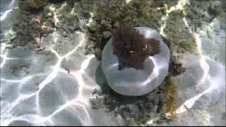 2015-07-07 Snorkelling, Angel island, off Labuan Bajo