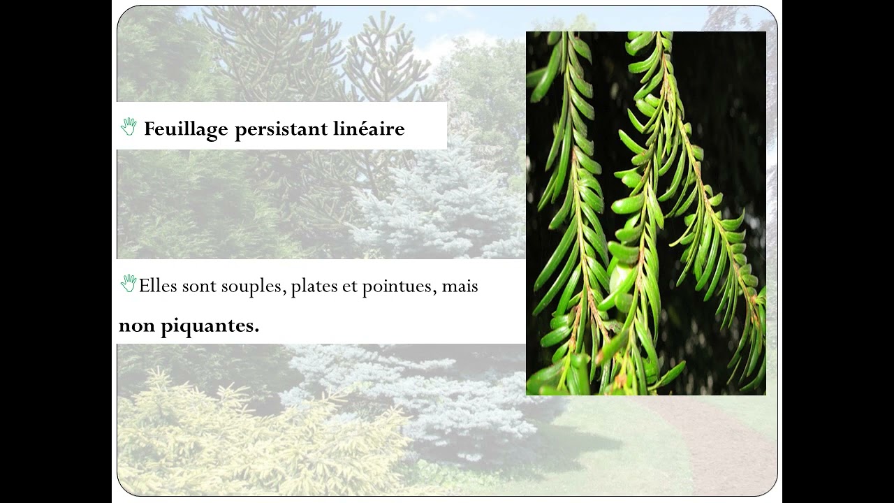 YouTube Video PkUh4QwTAfw