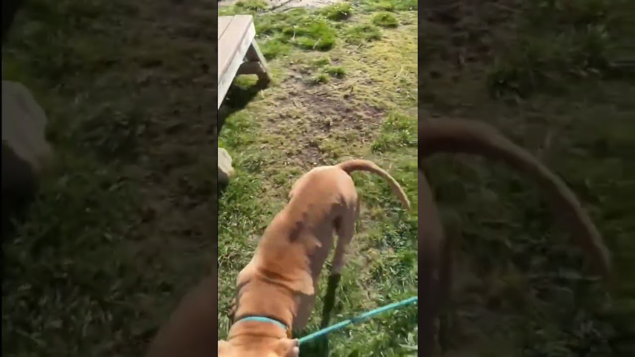 Enlarge Alana, a ADOPTABLE Pit Bull Terrier in Dublin, CA video 6/6