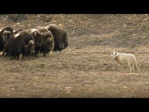 , title : 'Wolves vs Herd of Muskox | Snow Wolf Family And Me | BBC Earth'