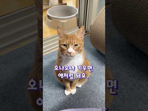 화냈다가 표정 싹 바꾸는 대답냥이